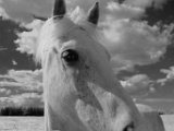 Digital Image (Monochrome) 2nd Horse by Ken McCann