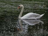 Natural History Reflective Swan by Archie Kirkland